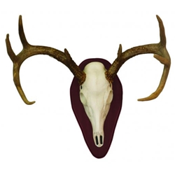 HuNTERS SPECIALTIES  EURO HALF SKULL MOUNT KIT