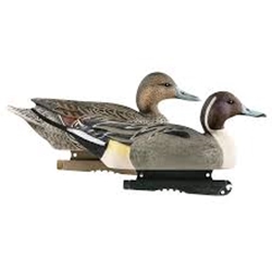 BANDED 73033 LIFE SIZED PINTAILS