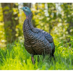 AVIAN X AVX8106 HDR HEN DECOY