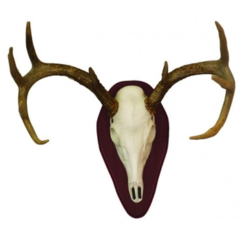 HuNTERS SPECIALTIES  EURO HALF SKULL MOUNT KIT